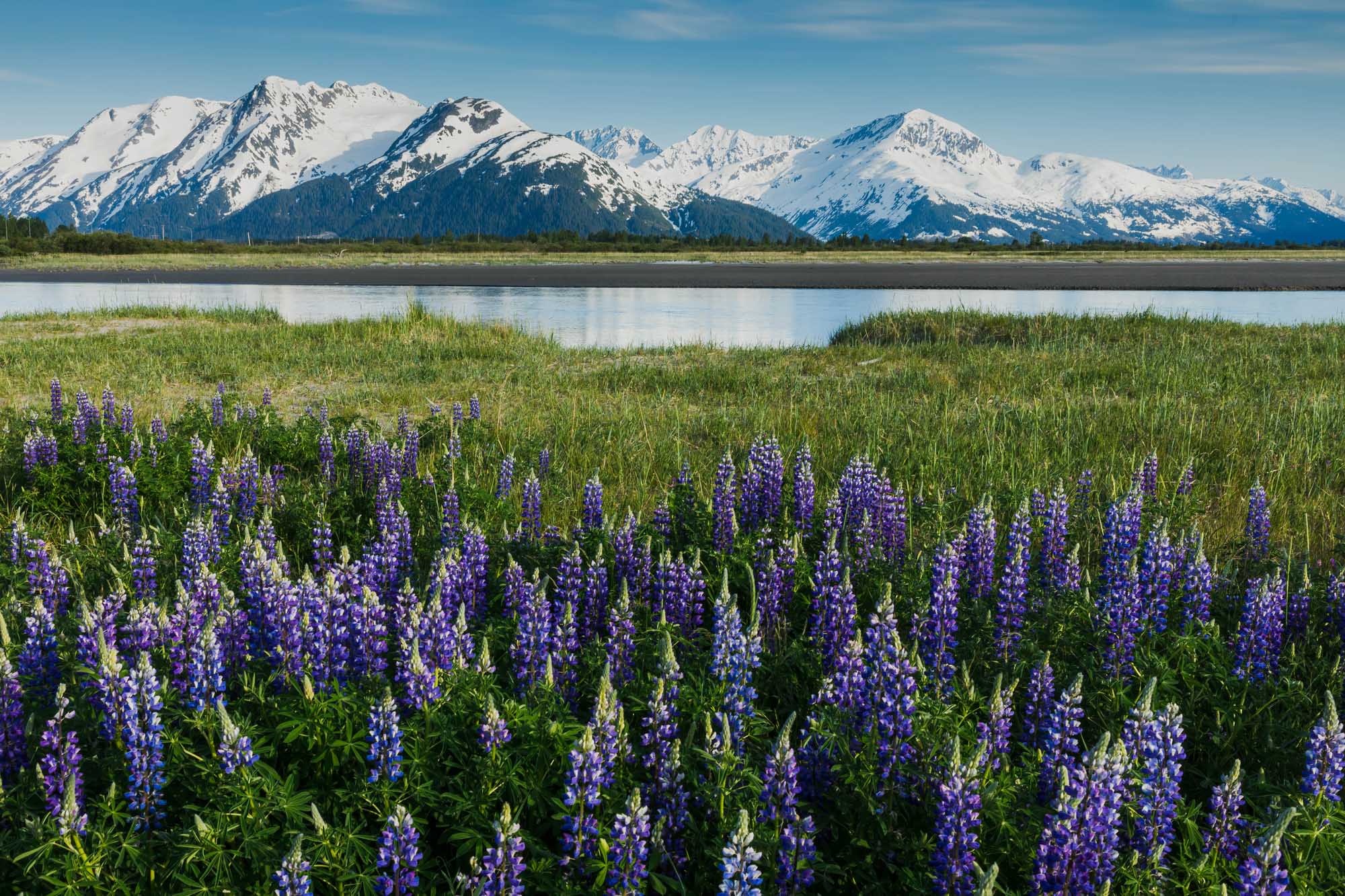 A stunning scenic landscape featuring vibrant purple lupine flowers blooming in the foreground along the Twentymile River in Portage, Alaska, with snow-capped mountain peaks and dense coniferous forests reflected in the calm waters under a clear blue sky.