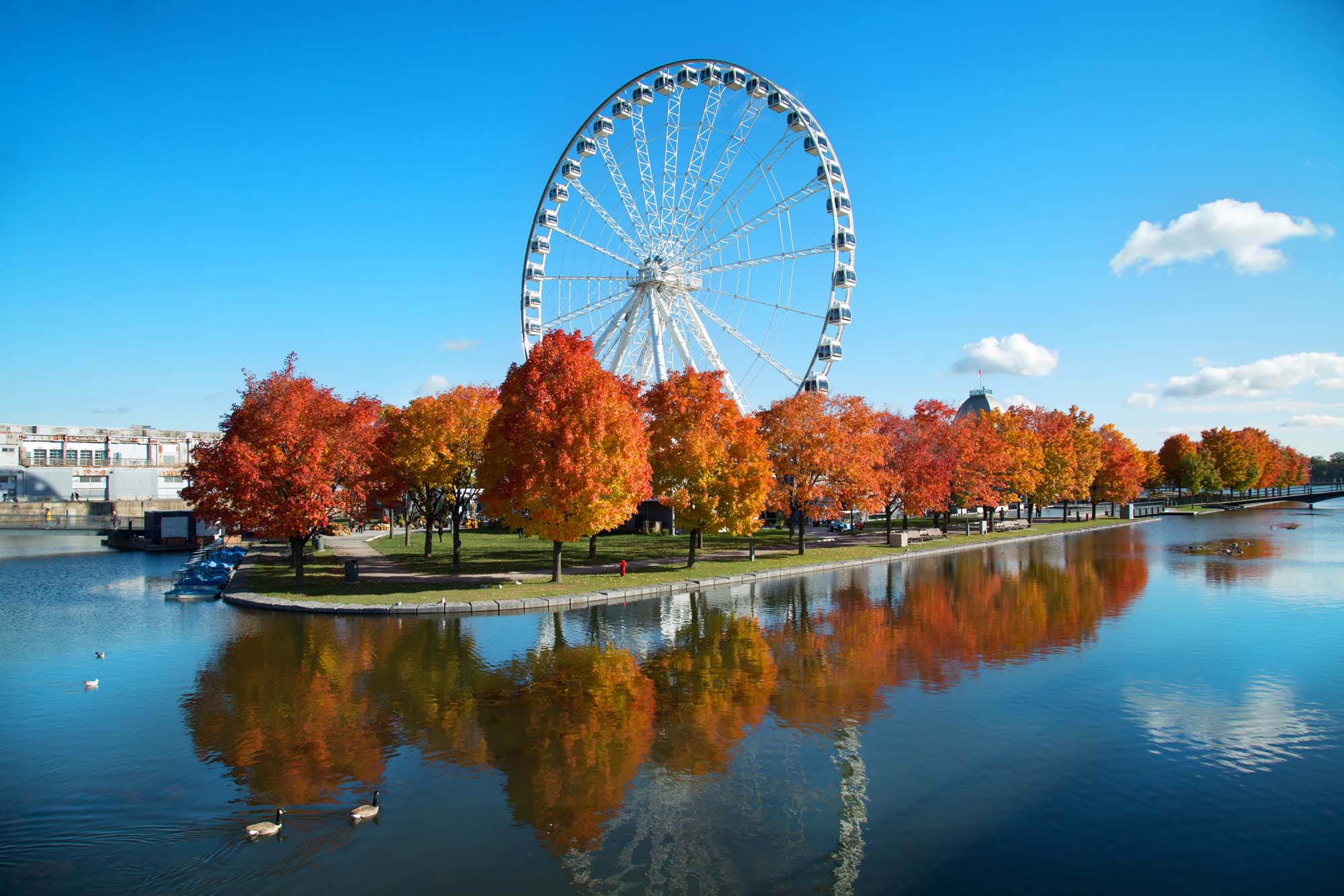 The iconic Montreal Great Wheel dominates the skyline above a scenic waterfront park ablaze with vibrant fall foliage in shades of red, orange, and gold. The 60-meter tall observation wheel is beautifully reflected in the calm blue waters of the St. Lawrence River, with swans visible in the foreground.