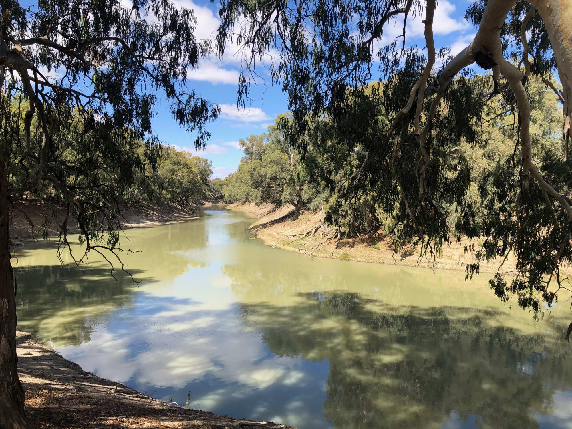 Murray River with Eucalyptus Trees A serene river landscape featuring the Murray River lined with mature eucalyptus trees with characteristic drooping branches and pale bark. The calm, murky water reflects the blue sky and surrounding vegetation, with sandy banks visible along the tree-lined shores.