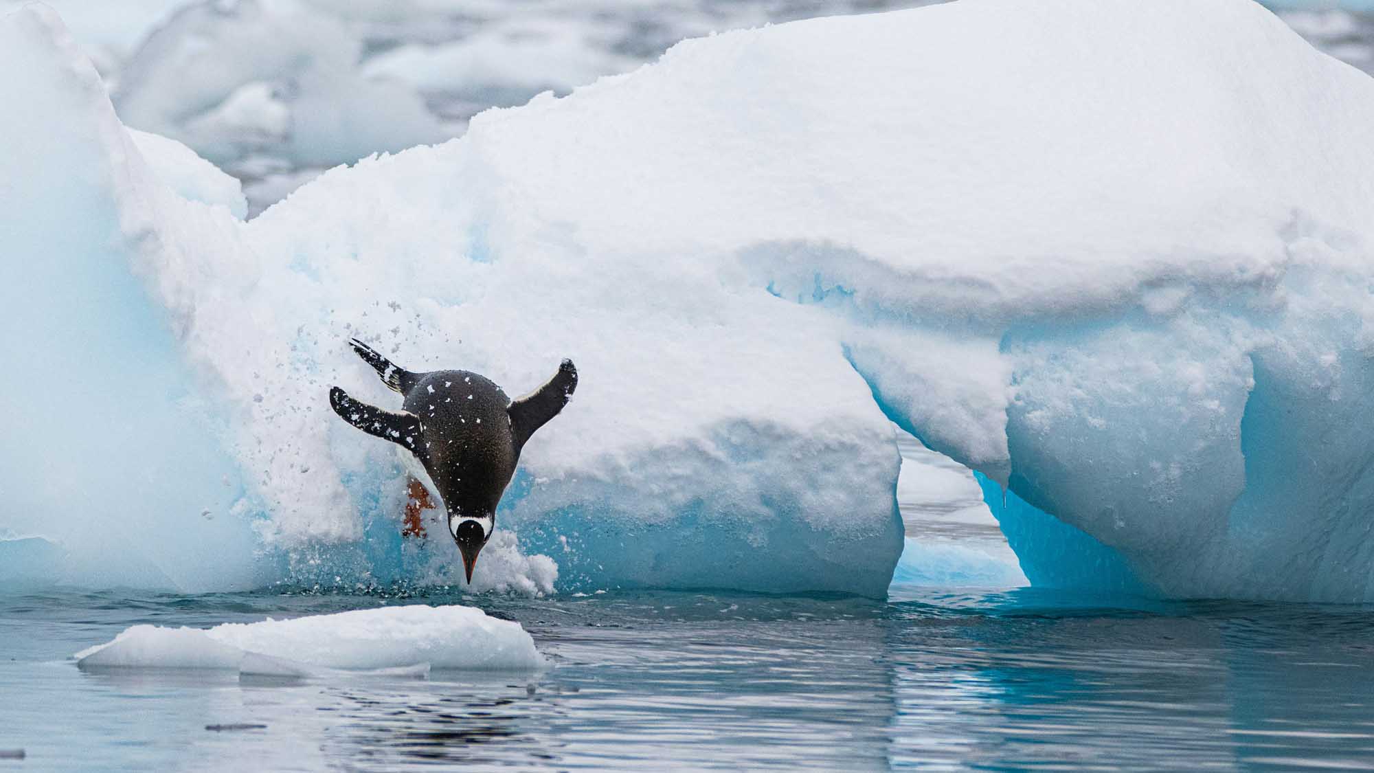 Penguin Breaching Among Icebergs in Antarctica A dramatic action shot of a penguin breaching out of the turquoise Antarctic waters among large white and blue icebergs. The penguin launches itself explosively onto the ice with snow and water spray, showcasing the dynamic wildlife of the polar region.