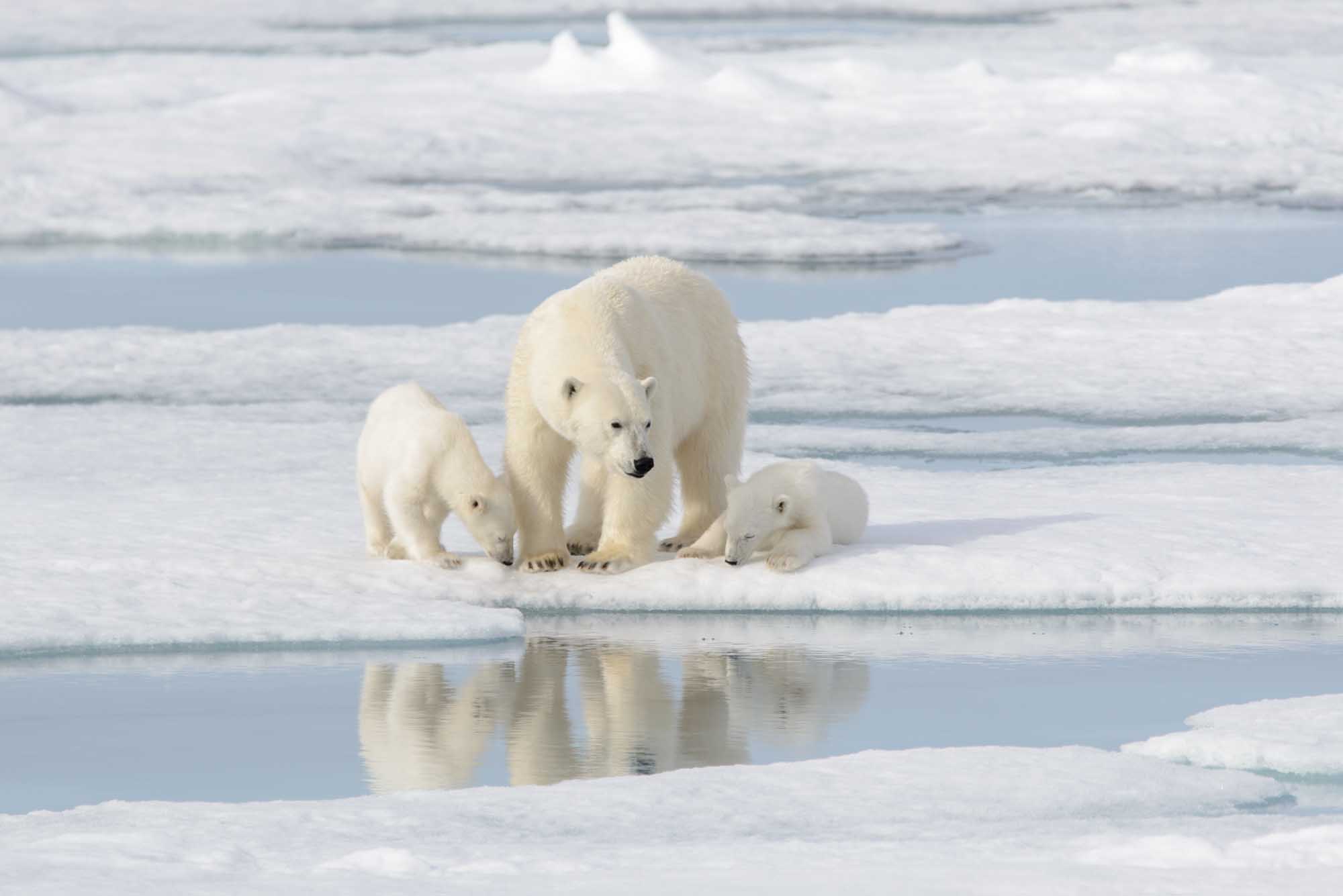 Polar Bear Mother and Cubs on Arctic Ice A polar bear mother with two cubs on pack ice in the Arctic, with their reflections visible in meltwater pools. The scene captures wildlife in their natural habitat, with the family traversing the icy landscape with ocean waves visible in the background.
