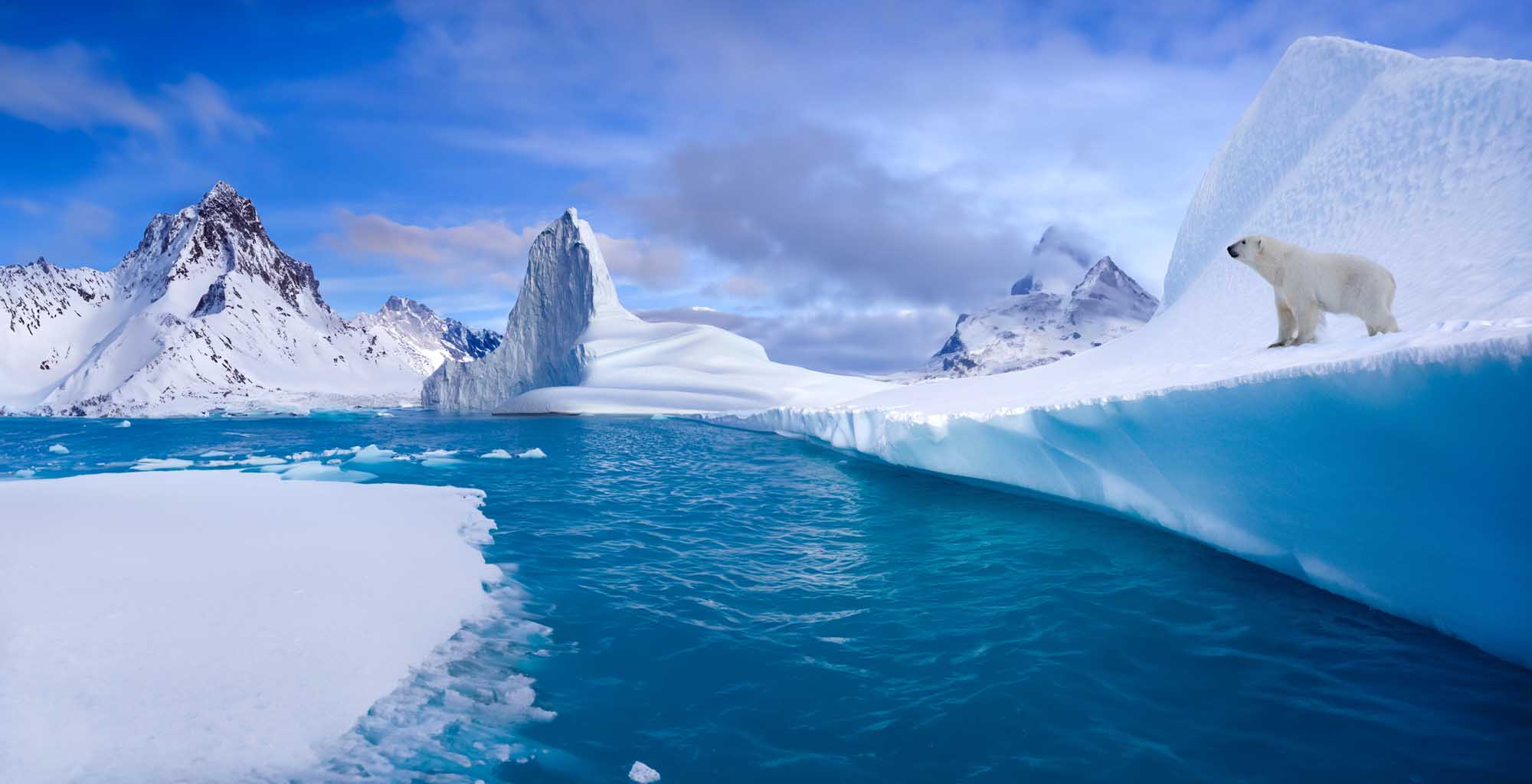 Polar Bear on Arctic Coastal Ice A majestic polar bear stands on a massive iceberg in the Arctic waters of eastern Greenland, surrounded by snow-capped mountains, glacial ice formations, and deep blue fjord waters. The dramatic landscape showcases the raw beauty and extreme environment of the Arctic region.