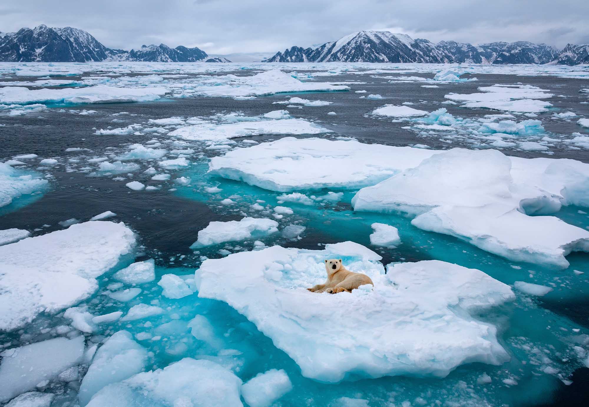 Polar Bear on Arctic Sea Ice A polar bear rests on a large ice floe surrounded by fragmented sea ice and turquoise water in the Arctic. Snow-capped mountains line the distant horizon under a cloudy sky, capturing the remote and pristine beauty of the Arctic environment.