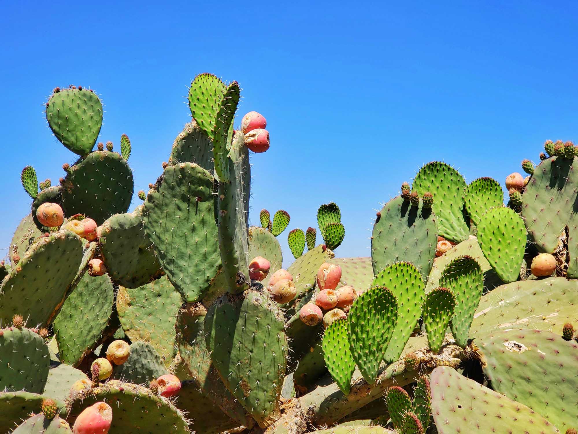 A vibrant desert landscape featuring dense clusters of prickly pear cacti (Opuntia) with bright reddish-orange fruits against a clear blue sky. The image showcases multiple mature plants with characteristic flat, paddle-shaped green stems covered in fine spines, highlighting a typical arid Mediterranean or North African environment.