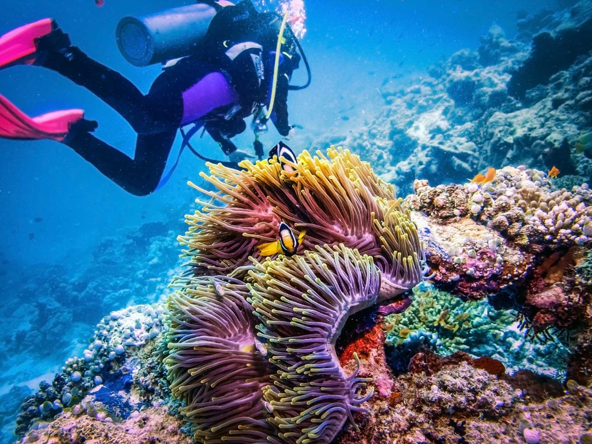 Scuba Diver Exploring Colorful Coral Reef A scuba diver in full diving gear explores a vibrant coral reef teeming with marine life, including a large purple and yellow sea anemone hosting clownfish. The crystal-clear blue water and healthy coral ecosystem create an ideal underwater tourism and adventure diving experience.