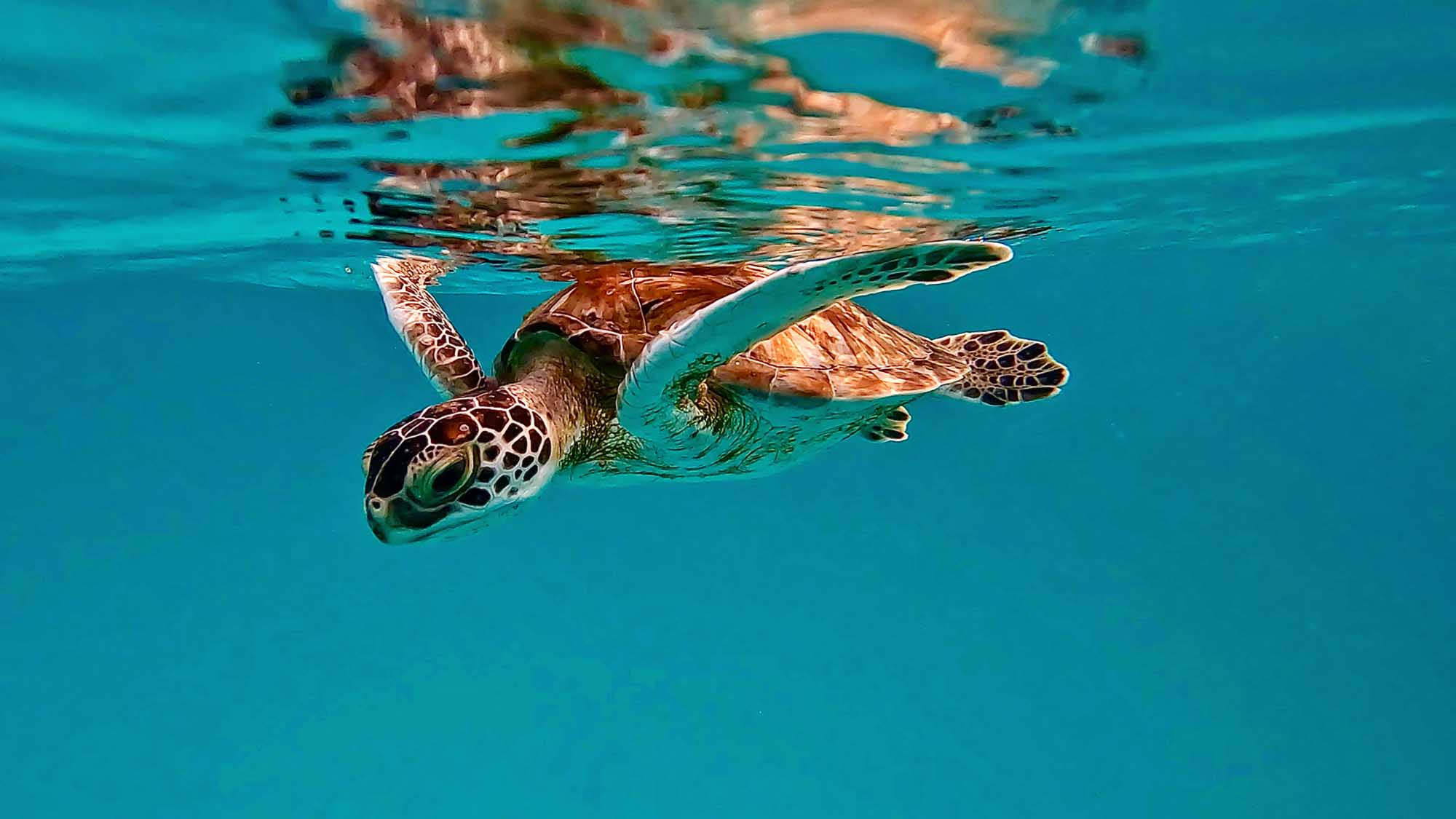 A vibrant underwater photograph of a green sea turtle swimming near the surface of clear turquoise water, captured from a snorkeling perspective. The turtle's shell displays distinctive brown and cream patterning, with its flippers extended as it gracefully navigates the shallow tropical waters.