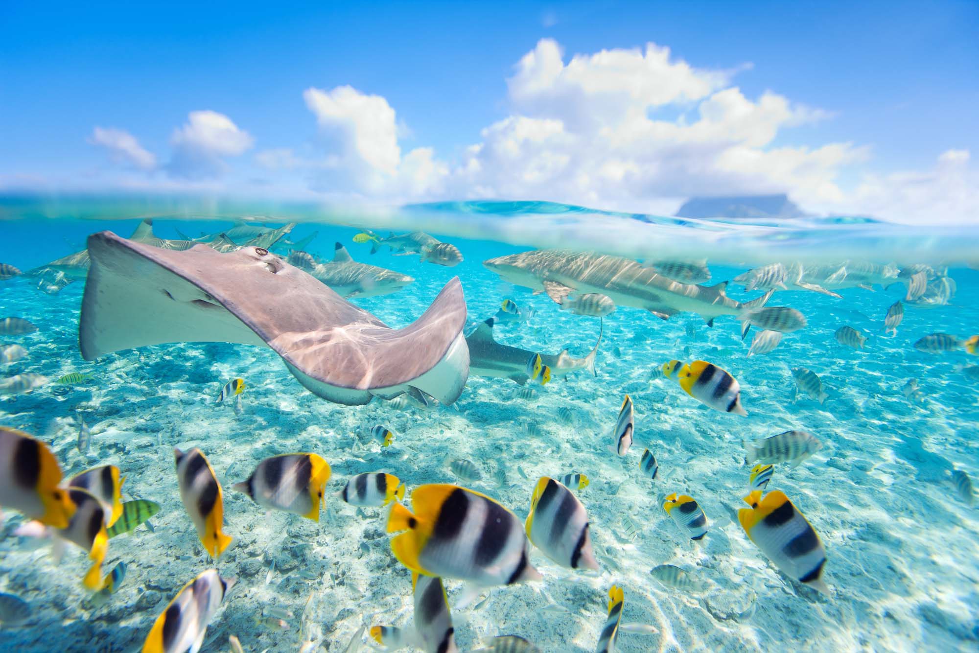 Stingray and Tropical Fish in Bora Bora Lagoon An underwater scene in a crystal-clear tropical lagoon featuring a graceful stingray gliding across a sandy bottom surrounded by schools of yellow and black striped tropical fish, with distant islands visible through the water's surface under a bright blue sky.