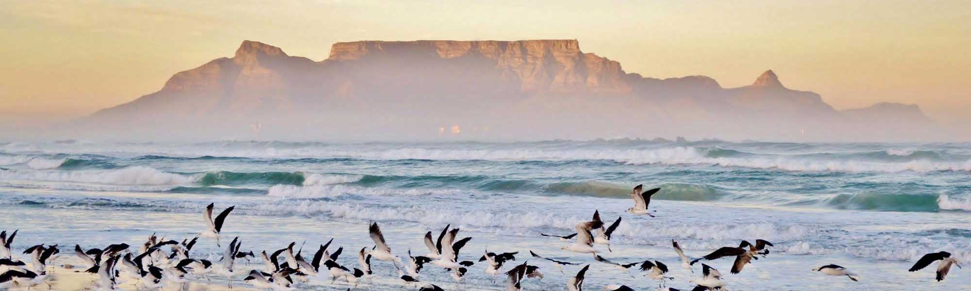 A serene coastal scene at dawn featuring Table Mountain silhouetted against a golden sky, with waves rolling onto the beach and a flock of seabirds in flight across the foreground. The iconic flat-topped mountain is shrouded in soft morning mist, creating a dreamy atmosphere typical of Cape Town's dramatic landscape.