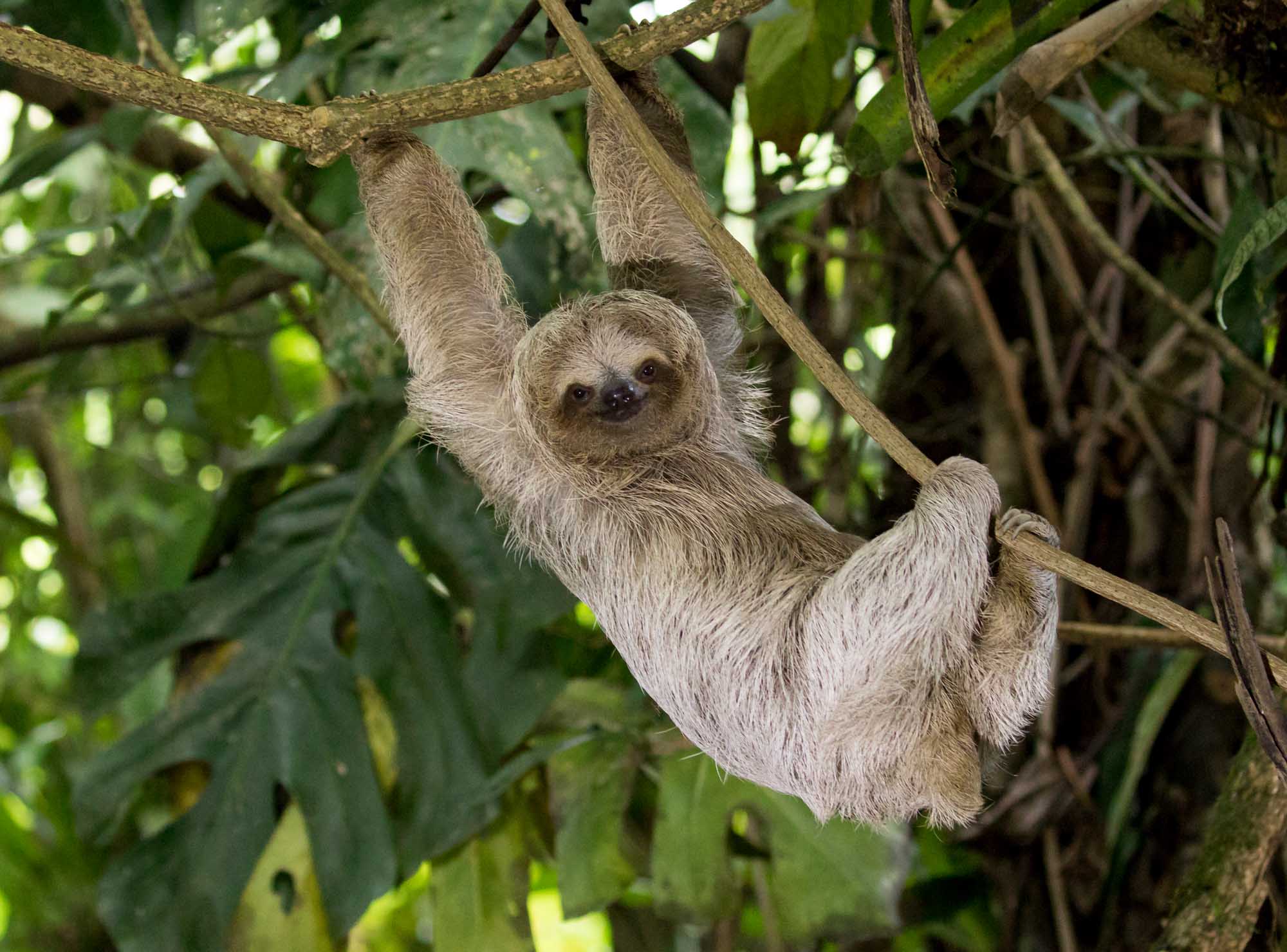Three-Toed Sloth Hanging on Branch A young brown-throated three-toed sloth hangs from a tree branch in its natural rainforest habitat, gazing directly at the camera with a characteristic gentle expression.