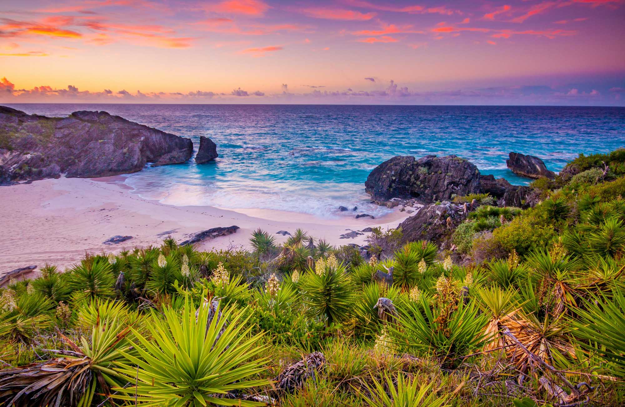 A stunning coastal scene featuring a pristine pink sand beach nestled between dramatic rocky outcrops, with vibrant tropical vegetation in the foreground and a breathtaking sunrise painting the sky in shades of purple, orange, and pink over turquoise waters.