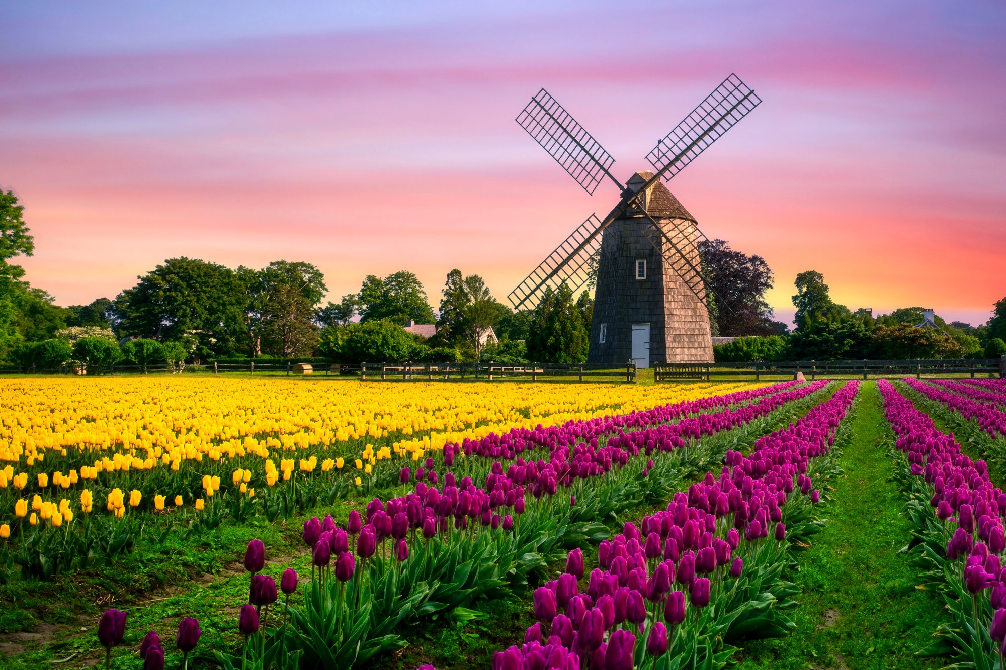 Windmill with Tulip Fields at Sunset A picturesque Dutch windmill stands majestically against a vibrant pink and orange sunset sky, surrounded by colorful tulip fields in full bloom featuring yellow tulips on the left and deep magenta tulips on the right, creating a classic Netherlands spring landscape.