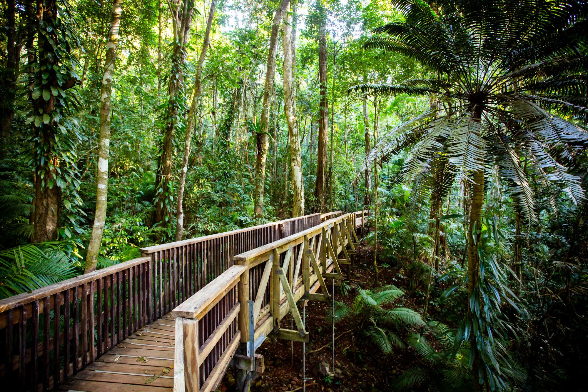 Wooden Boardwalk Through Tropical Rainforest A winding wooden boardwalk with railings traverses through a lush, dense tropical rainforest canopy. Tall trees tower overhead with vibrant green foliage, ferns, and understory vegetation creating a verdant natural environment ideal for eco-tourism and nature exploration.