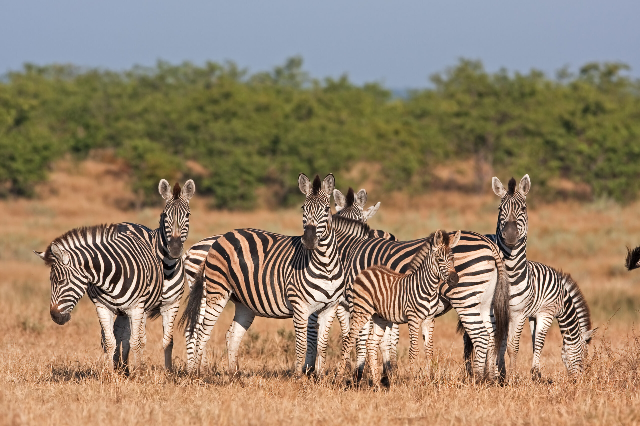 Zebra Family Group in African Savanna A family group of zebras stands alert in their natural habitat, displaying the distinctive black and white stripe patterns characteristic of the species. The dry grassland setting with acacia trees in the background suggests an African savanna ecosystem, likely in a national park or wildlife reserve.