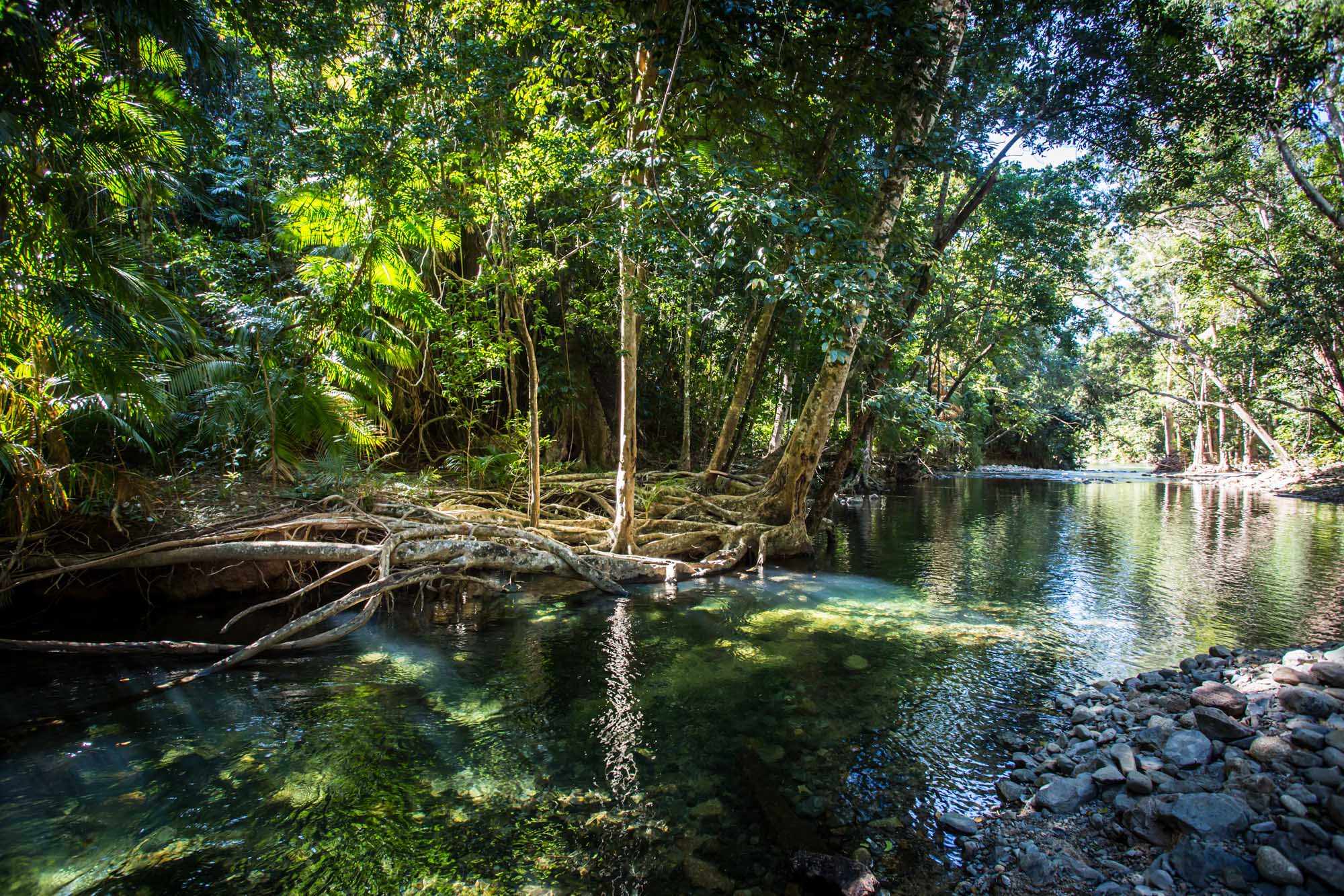 A serene tropical river winds through dense rainforest canopy with towering trees, exposed root